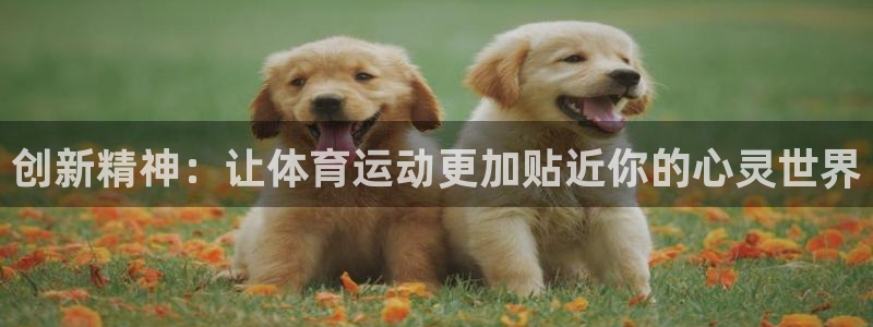 乐视体育全部主播名单：创新精神：让体育运动更加贴近你的心灵世界